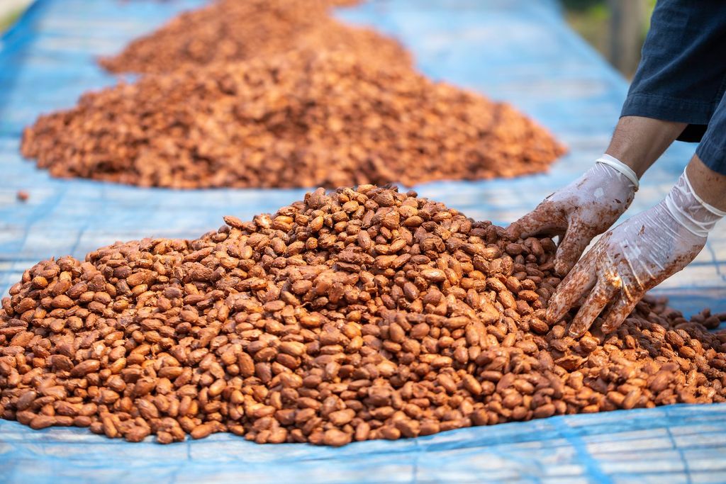 Séchage des fèves de cacao après fermentation