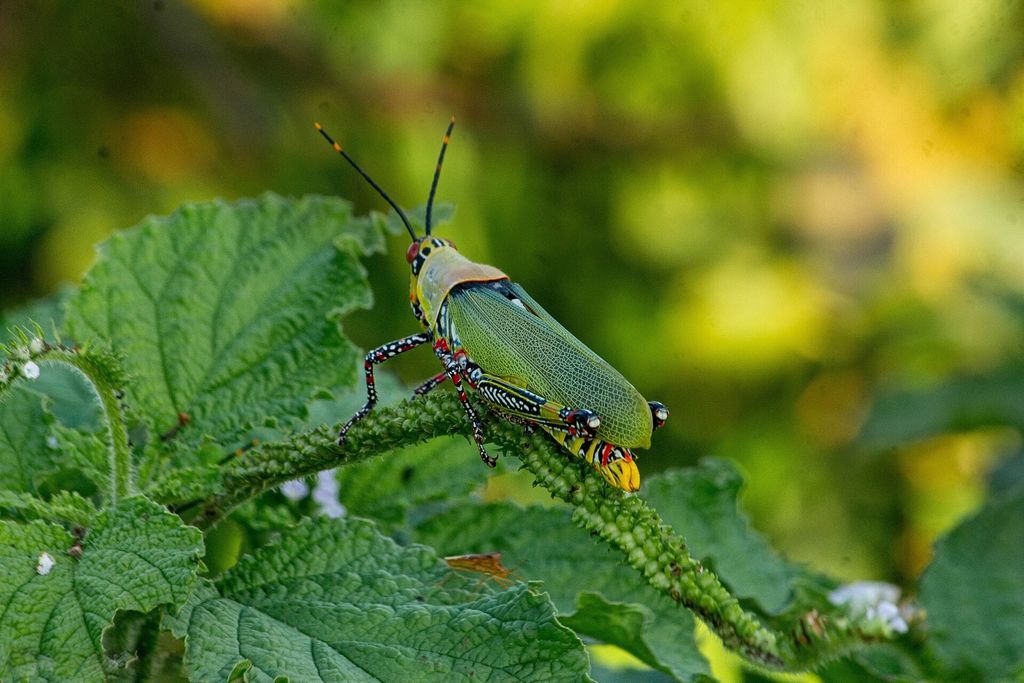 Criquet puant (Zonocerus variegatus), ravageur des cultures, posé sur une feuille