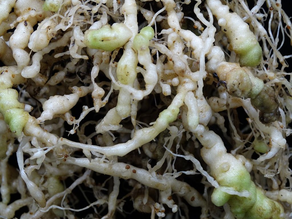 Racines de tomate couvertes de galles causées par le nématode à galles Meloidogyne incognita