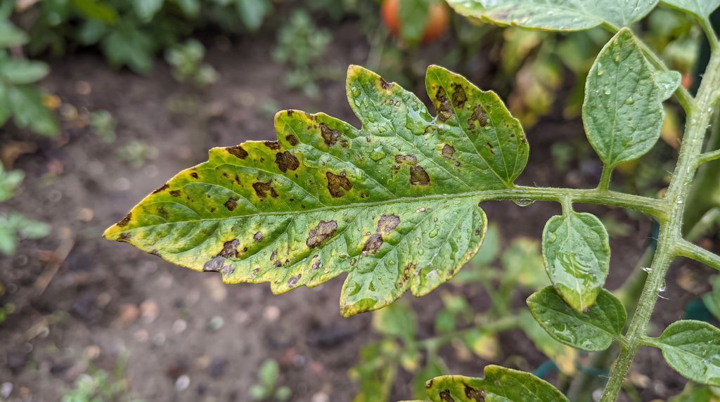 Feuille de tomate présentant des taches brunes et un jaunissement dus à l'alternariose