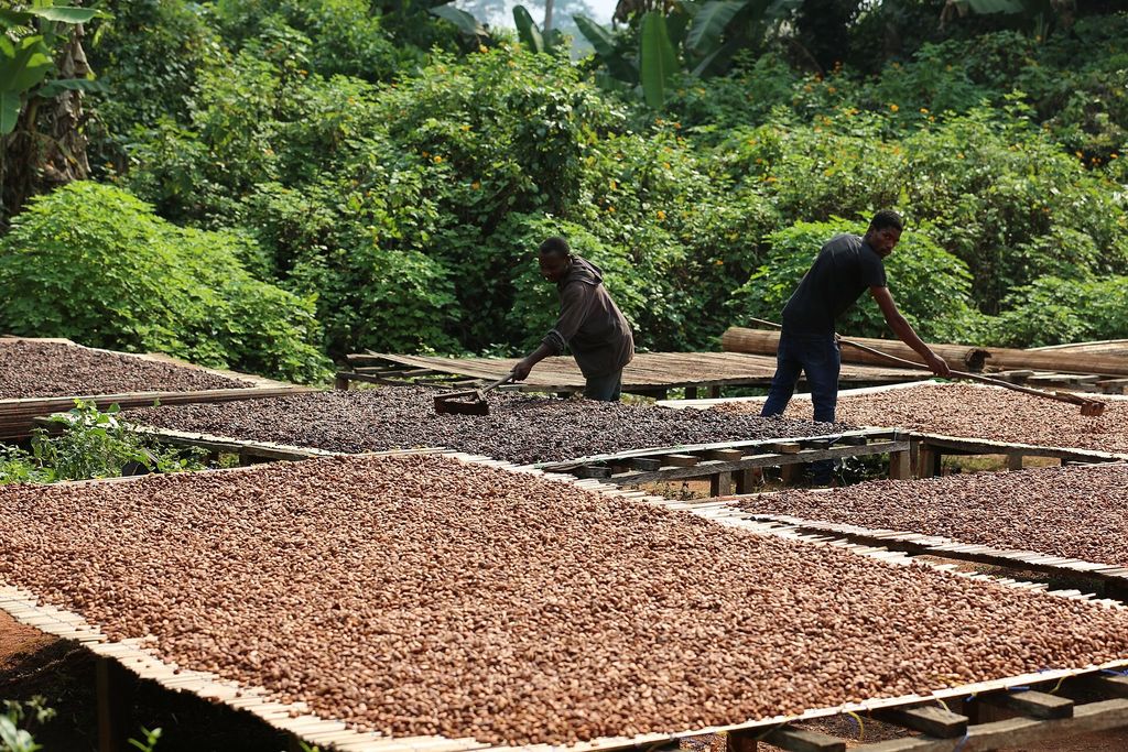 Fèves de cacao séchant au soleil sur des claies en bois surélevées, retournées au râteau par deux hommes, région de Yaoundé (Cameroun)