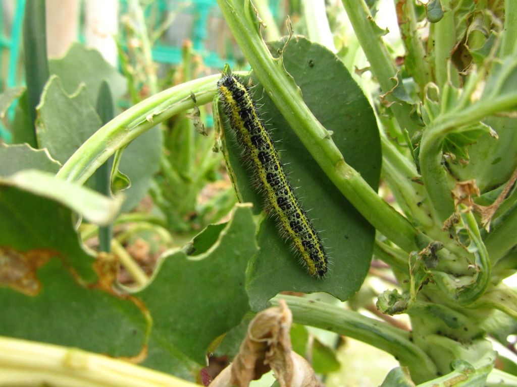 Chenille de piéride du chou sur un chou aux feuilles rongées
