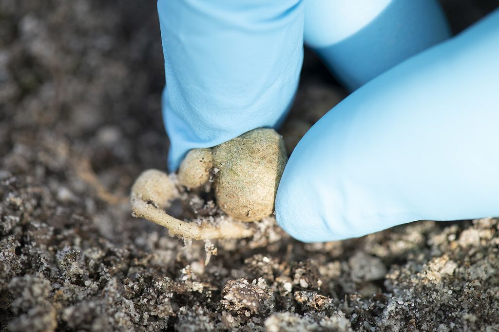 Racines portant des galles de nématodes à galles, examinées par un chercheur