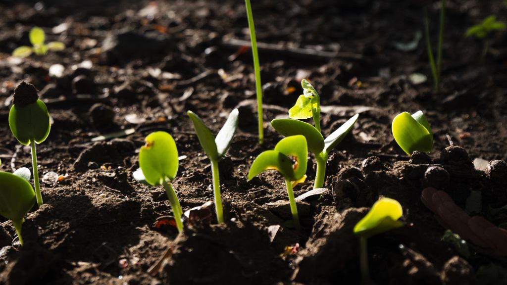 Jeunes pousses vertes sortant de la terre