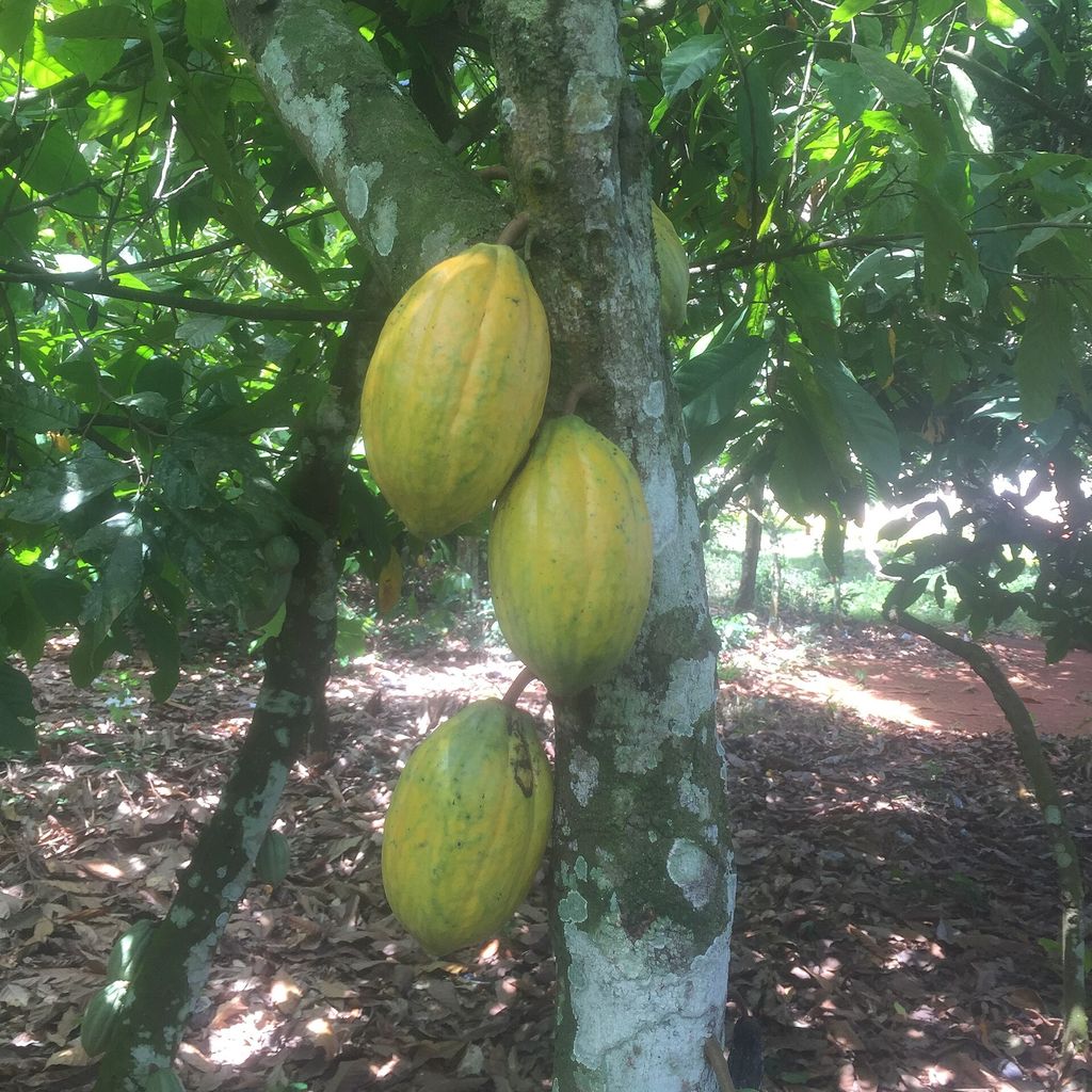 Ghana: three ripe yellow cocoa pods growing on the trunk of a cocoa tree