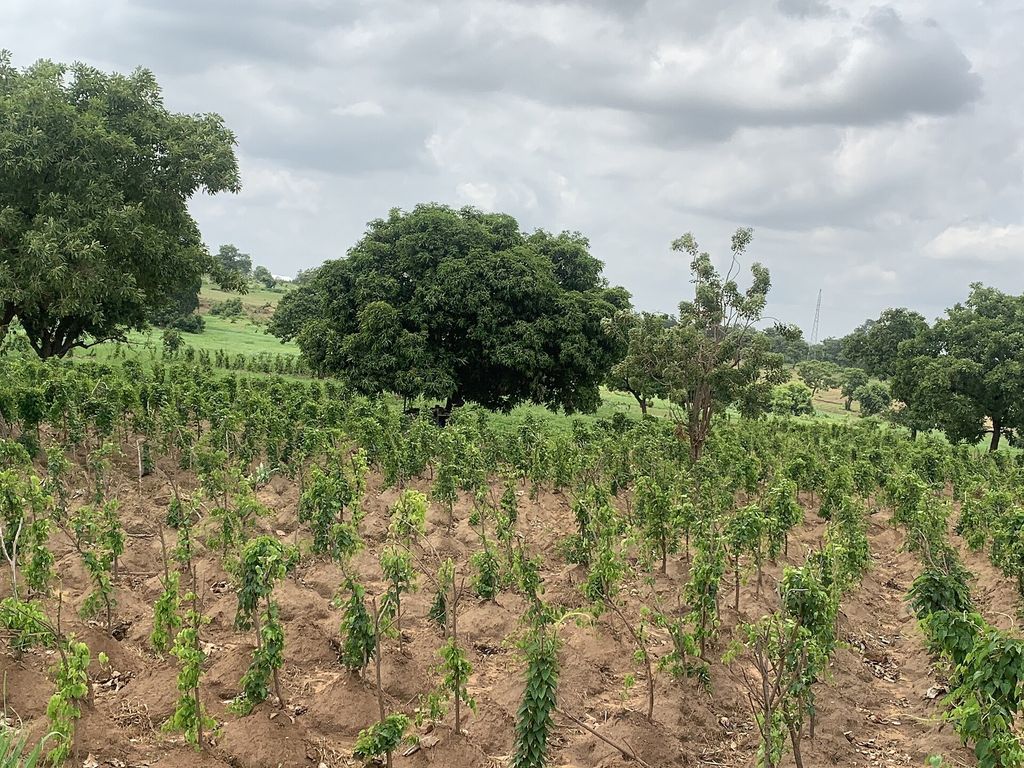 A yam plot with green vines on mounds under a cloudy sky