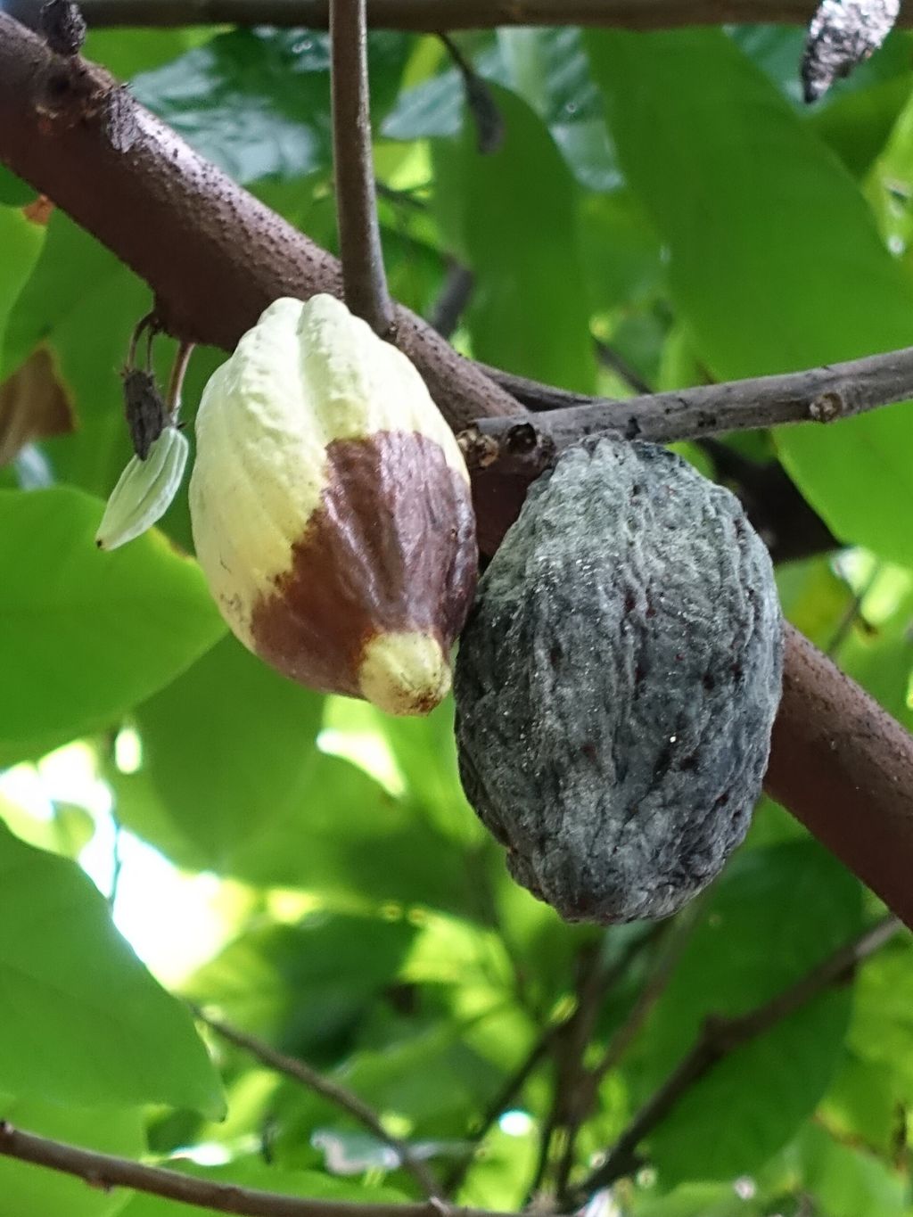 Cocoa pods affected by black pod rot (Phytophthora)
