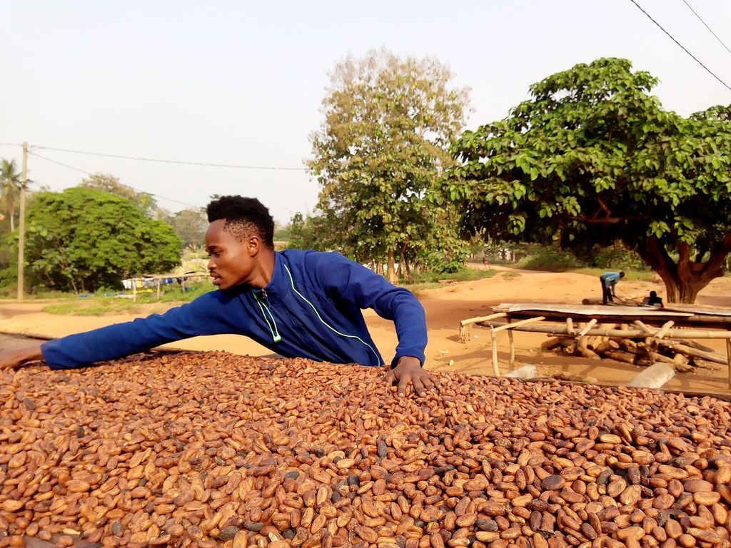 A farmer spreading cocoa beans on a drying rack in Ghana's Ashanti region