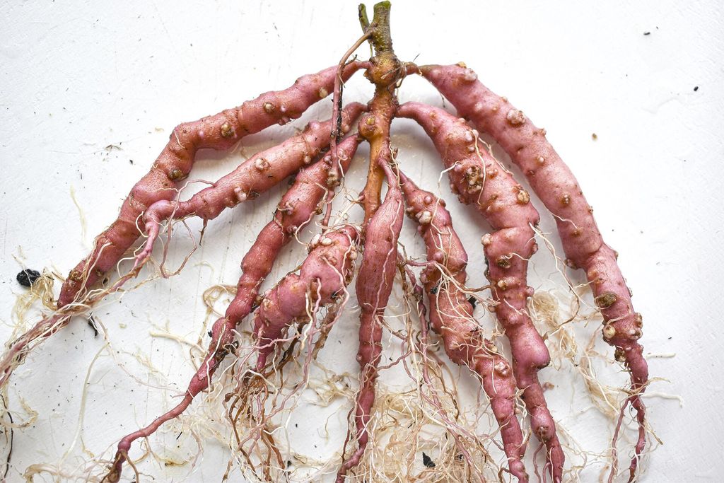 Sweet potato roots swollen with root-knot nematode galls