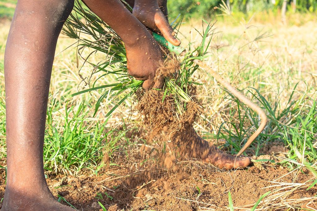 Hands pulling weeds out by the roots in a field