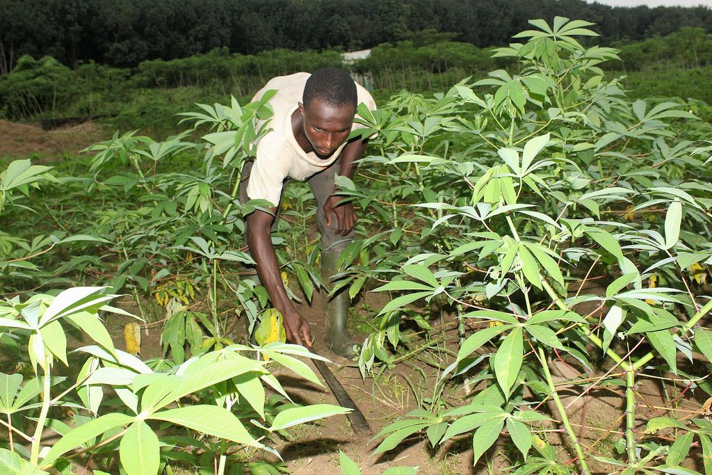 Farmer tending a cassava field