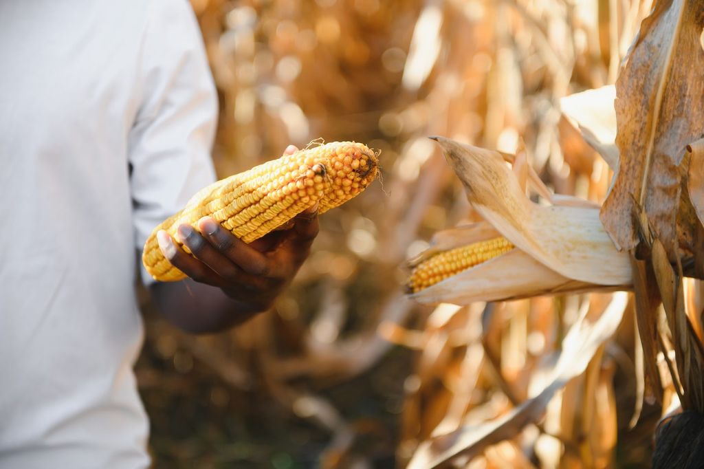 A ripe maize cob in a farmer's hands