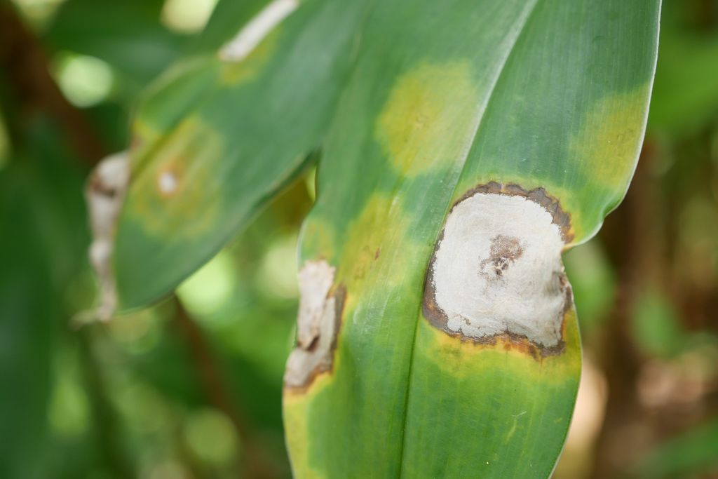 A leaf showing necrotic lesions from a fungal disease