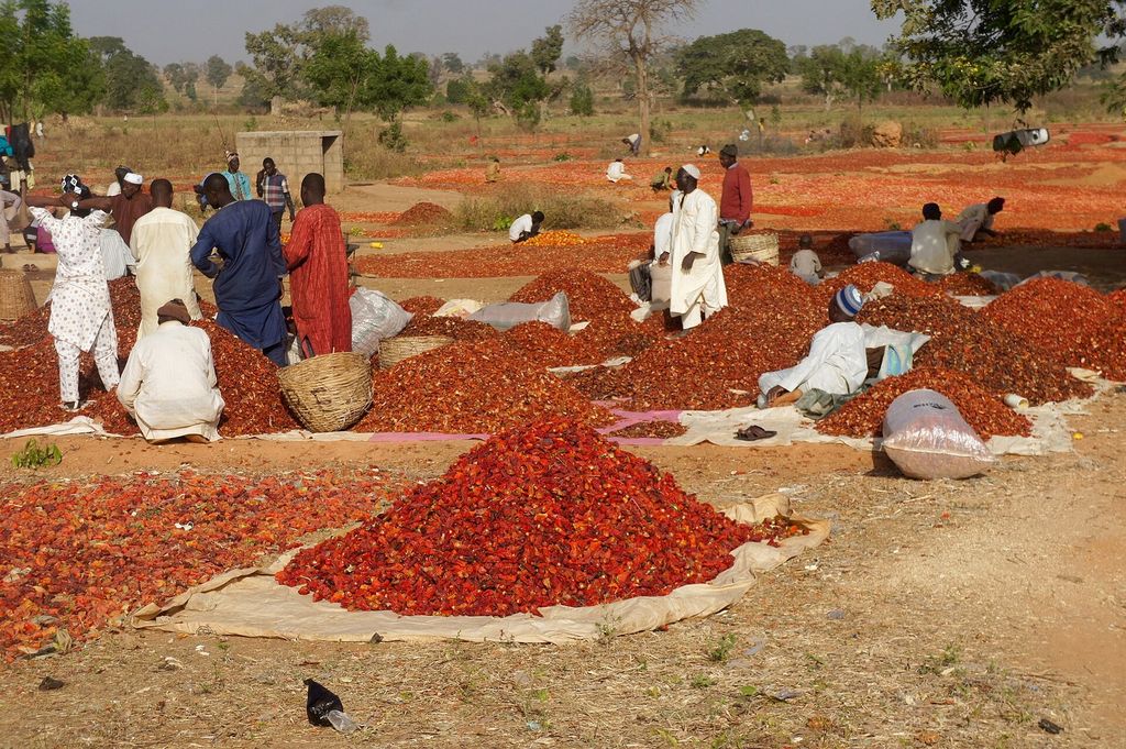 Tomatoes and peppers sun-drying on the ground at Hunkuyi, Kaduna State, Nigeria