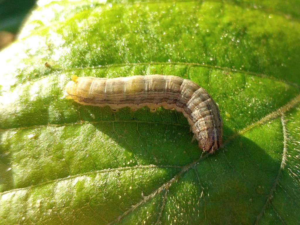 Fall armyworm caterpillar on a leaf