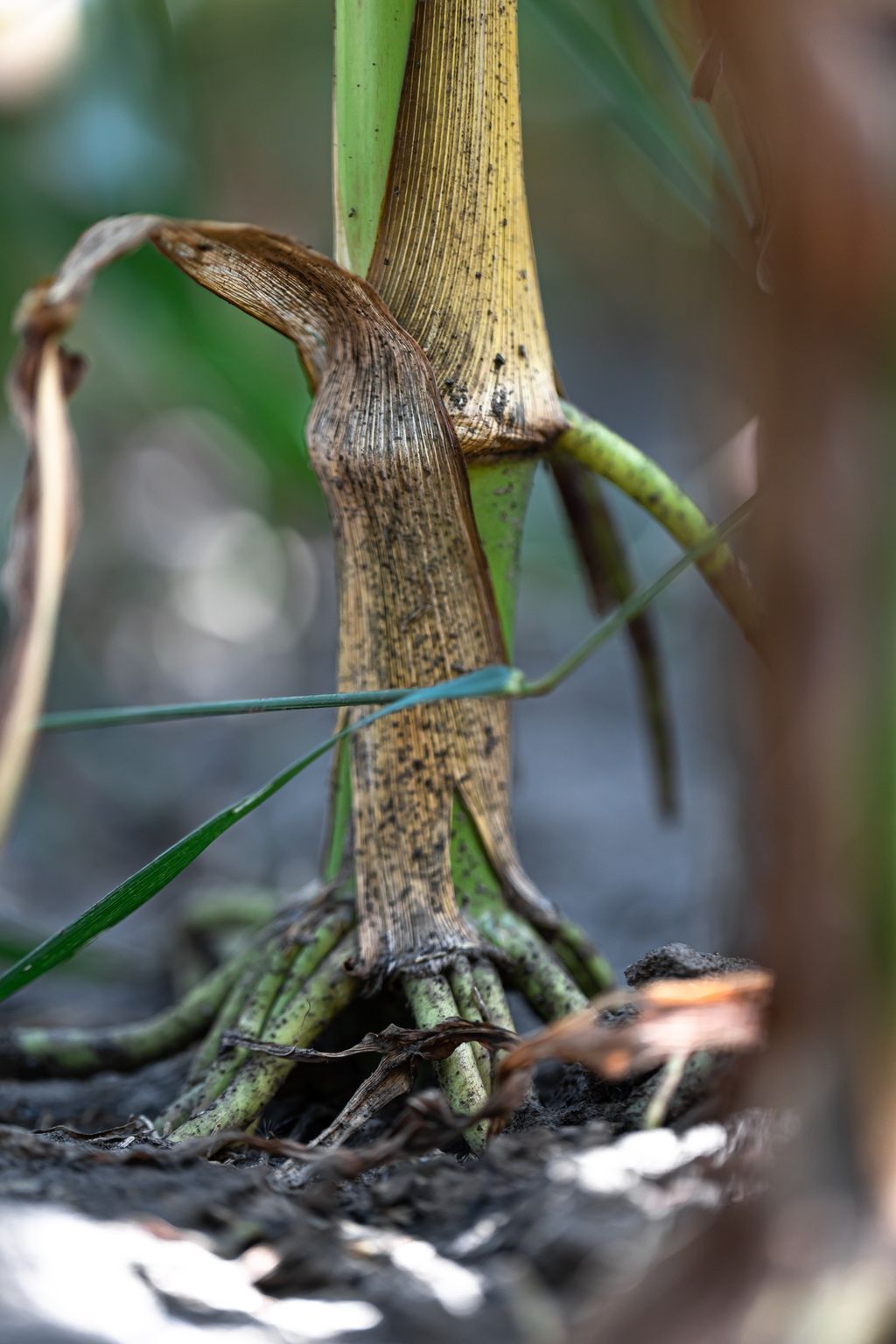 Brace roots at the base of a maize plant