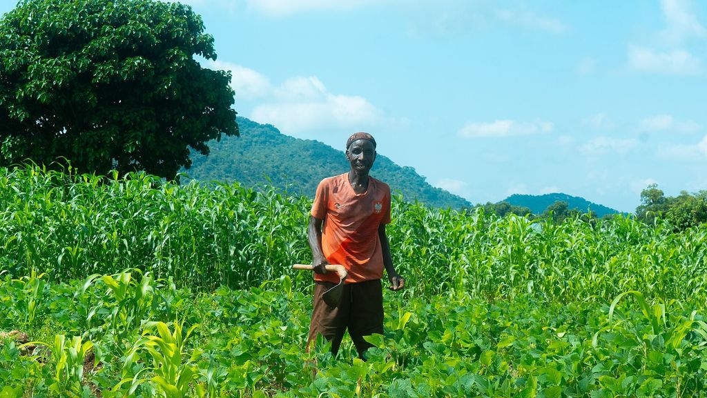 A man hoeing weeds in a maize field