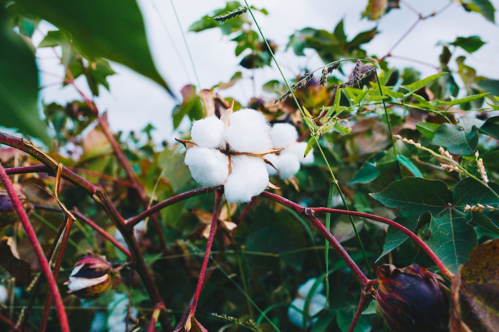 An open cotton boll on a cotton plant, among leaves and unopened bolls