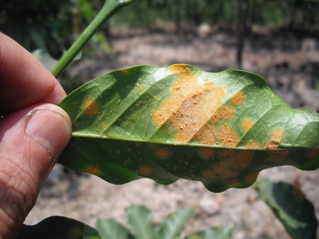 Underside of a coffee leaf with the orange, powdery spots of coffee leaf rust, held between two fingers