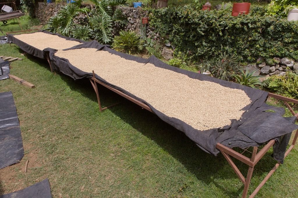 Green coffee beans spread out to dry on raised mesh tables on a coffee farm in Tanzania