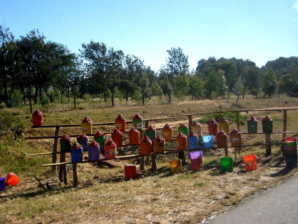 Roadside stall with buckets of tomatoes lined up on wooden rails in the Njombe region of Tanzania