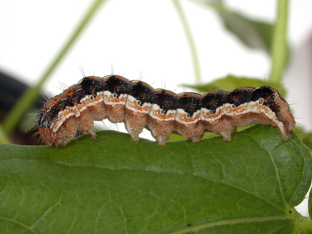 A cotton bollworm caterpillar (Helicoverpa armigera) on a leaf