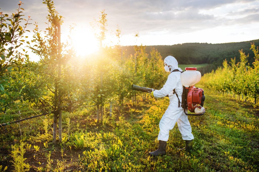 Operator in a hooded coverall, respirator mask, gloves and rubber boots treating an orchard with a backpack mist blower at sunset