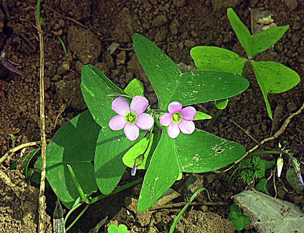 Broadleaf woodsorrel (Oxalis latifolia), a common weed with pink flowers and three-lobed leaves, growing on bare soil near Arusha, Tanzania