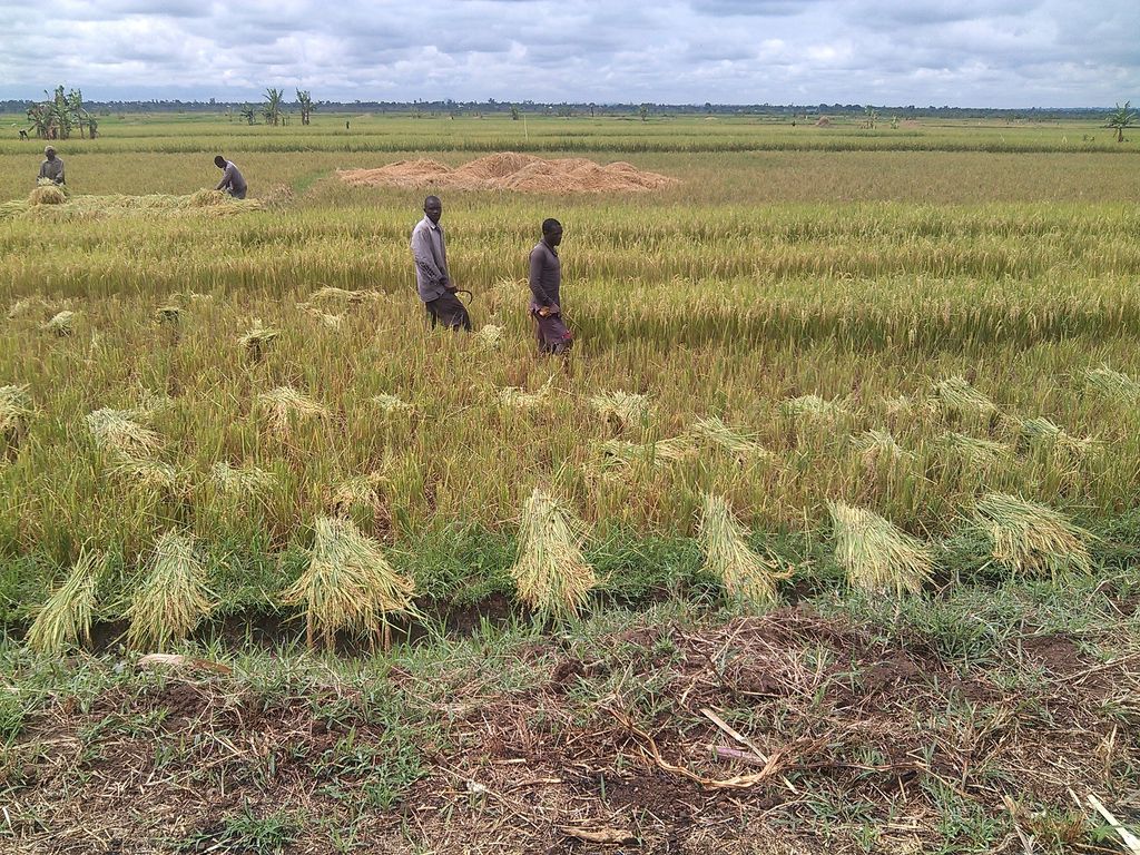 Uganda: rice farmers harvest ripe rice with sickles in the Doho rice scheme, sheaves laid on the stubble