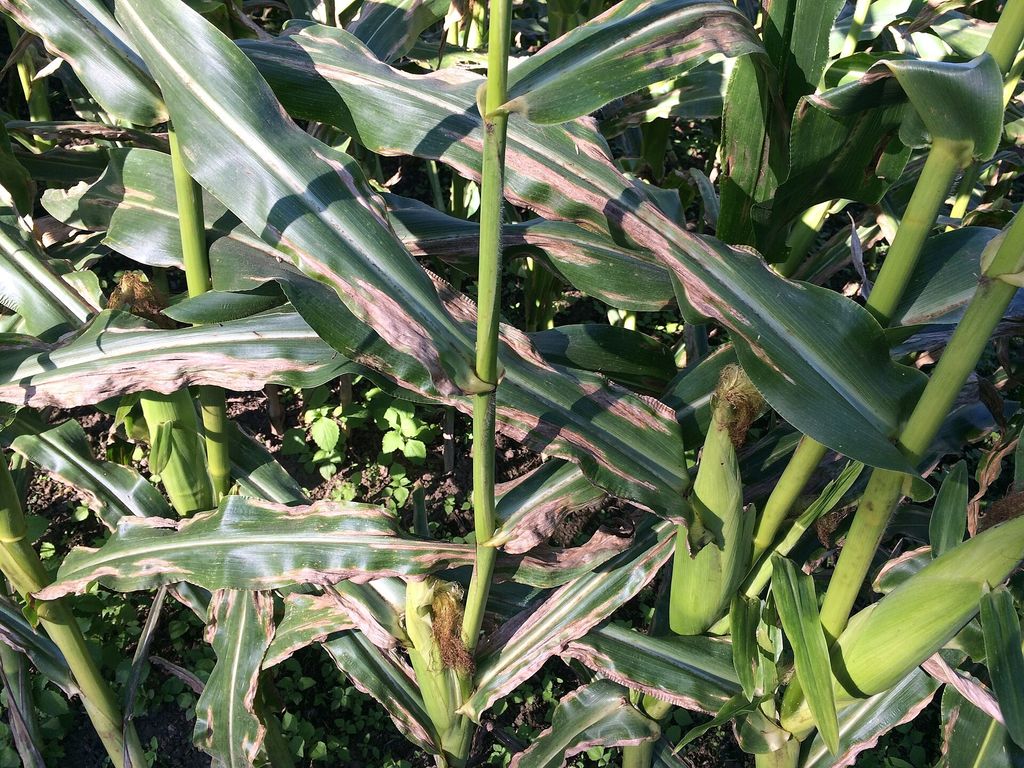 Northern corn leaf blight: long brown lesions on maize leaves