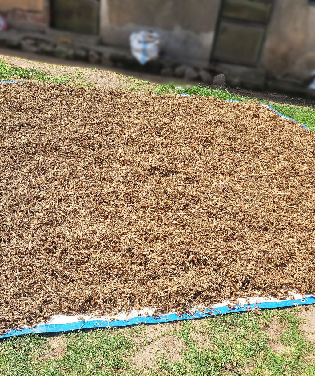Harvested millet spread on a tarpaulin to dry in the sun