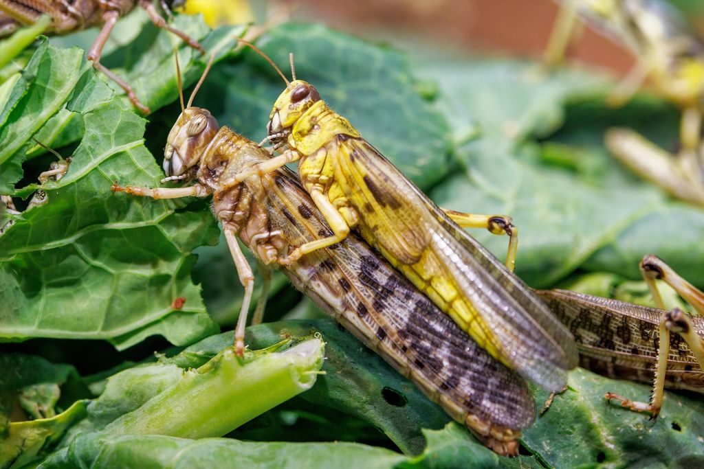 A male and a female desert locust on chewed green leaves
