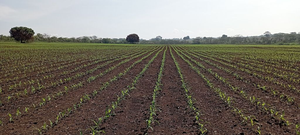 Rows of young maize seedlings emerging from freshly prepared dark soil in a large field