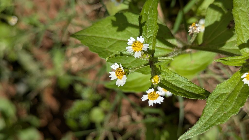 Close-up of black jack (Bidens pilosa), a common field weed, with small white and yellow flowers